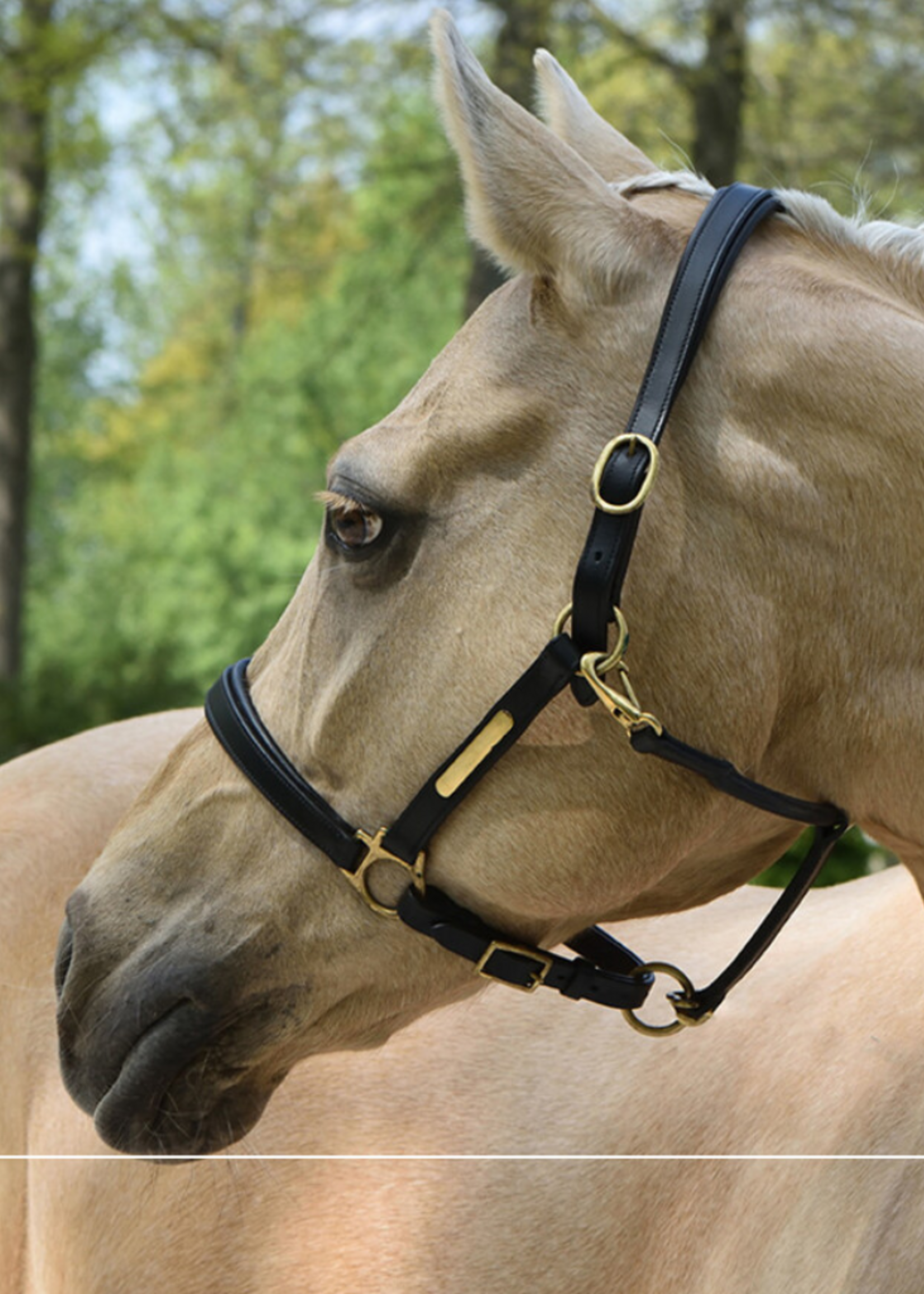 LJ Leathers LJ Leren Halster (201)