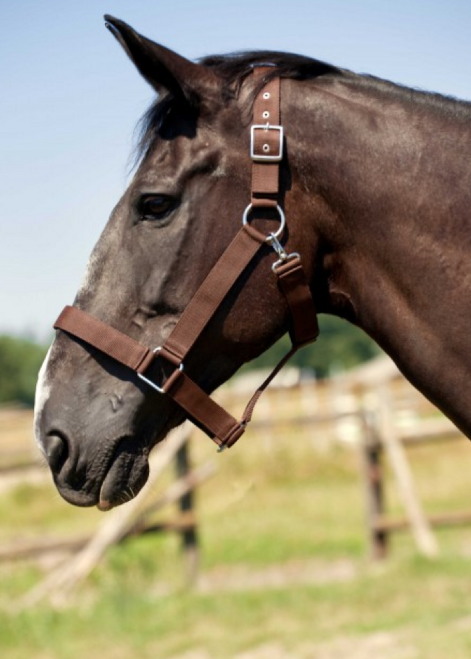 Norton Norton Nylon Trekpaard Halster 510193