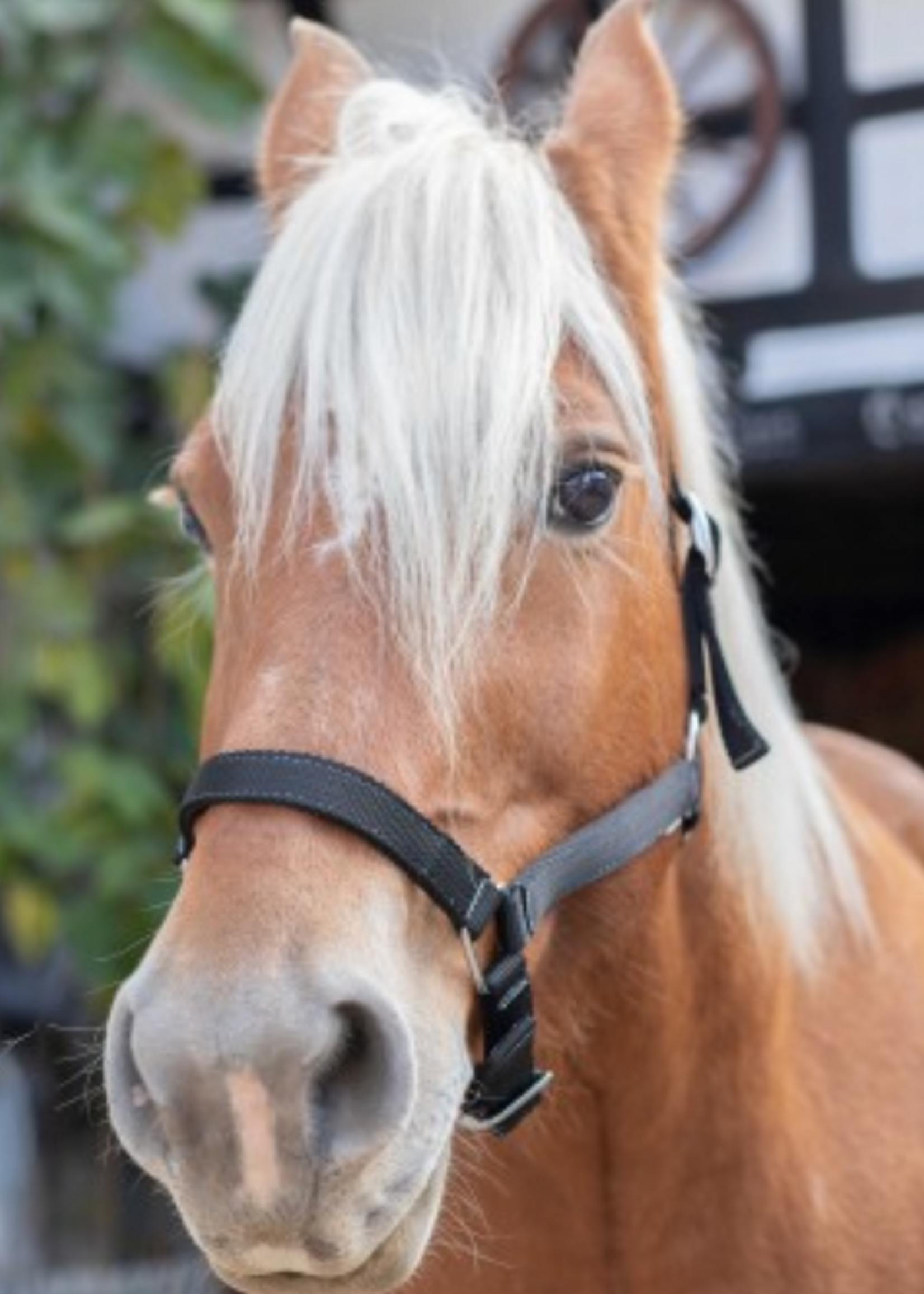 Norton Norton Nylon Trekpaard Halster 510193