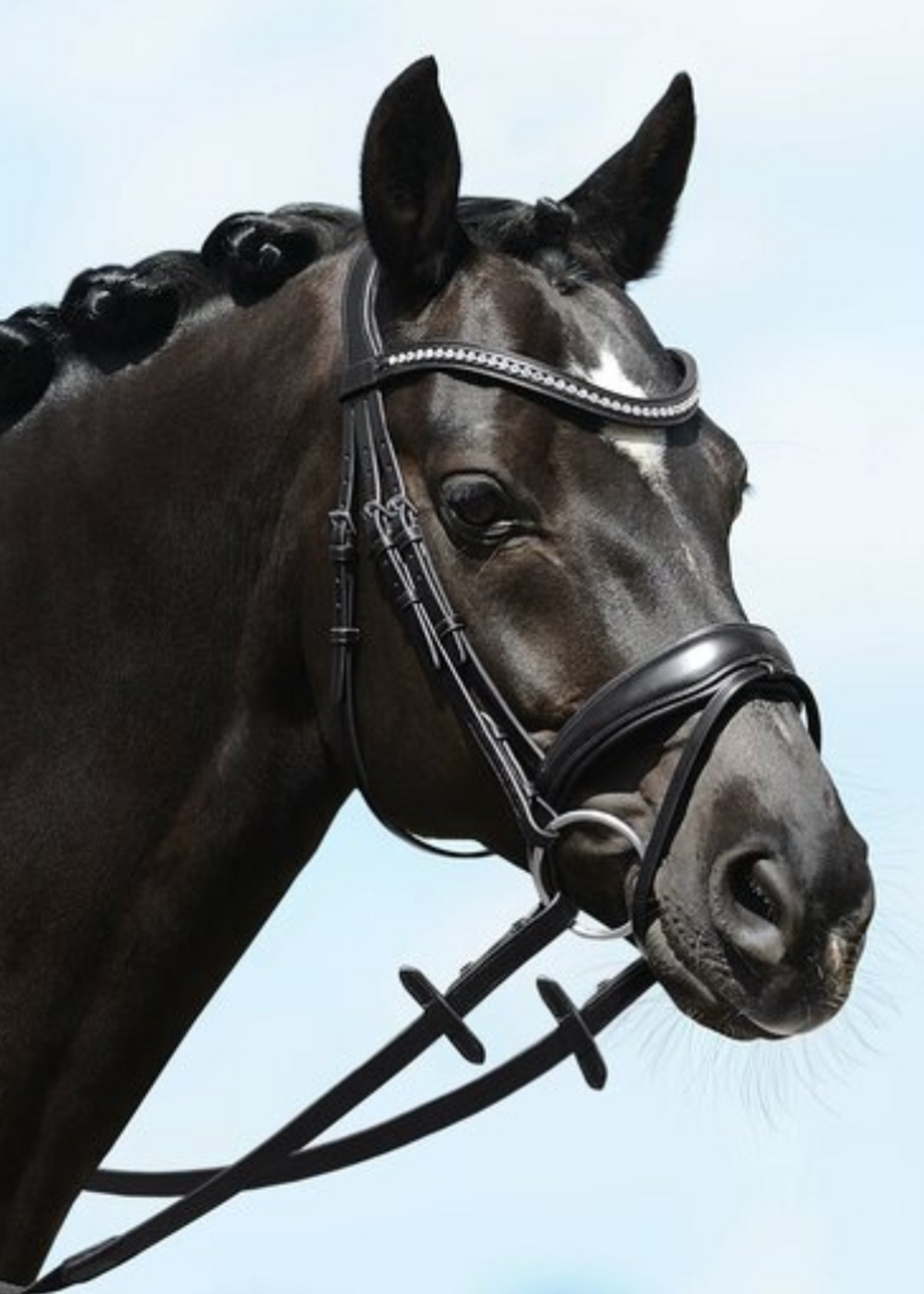 Passier Passier Blu Spirit M strass Front  Gecomb. Hoofdstel 825