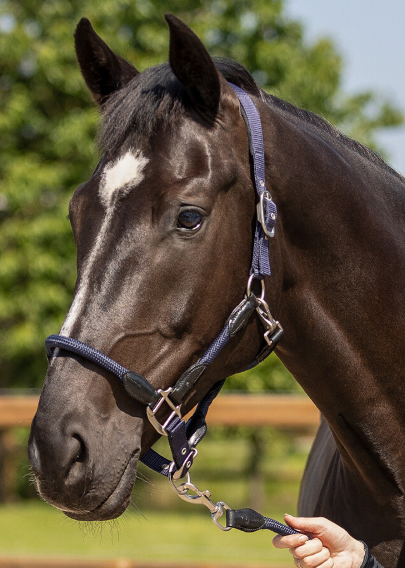 QHP QHP Lero Halster 1218