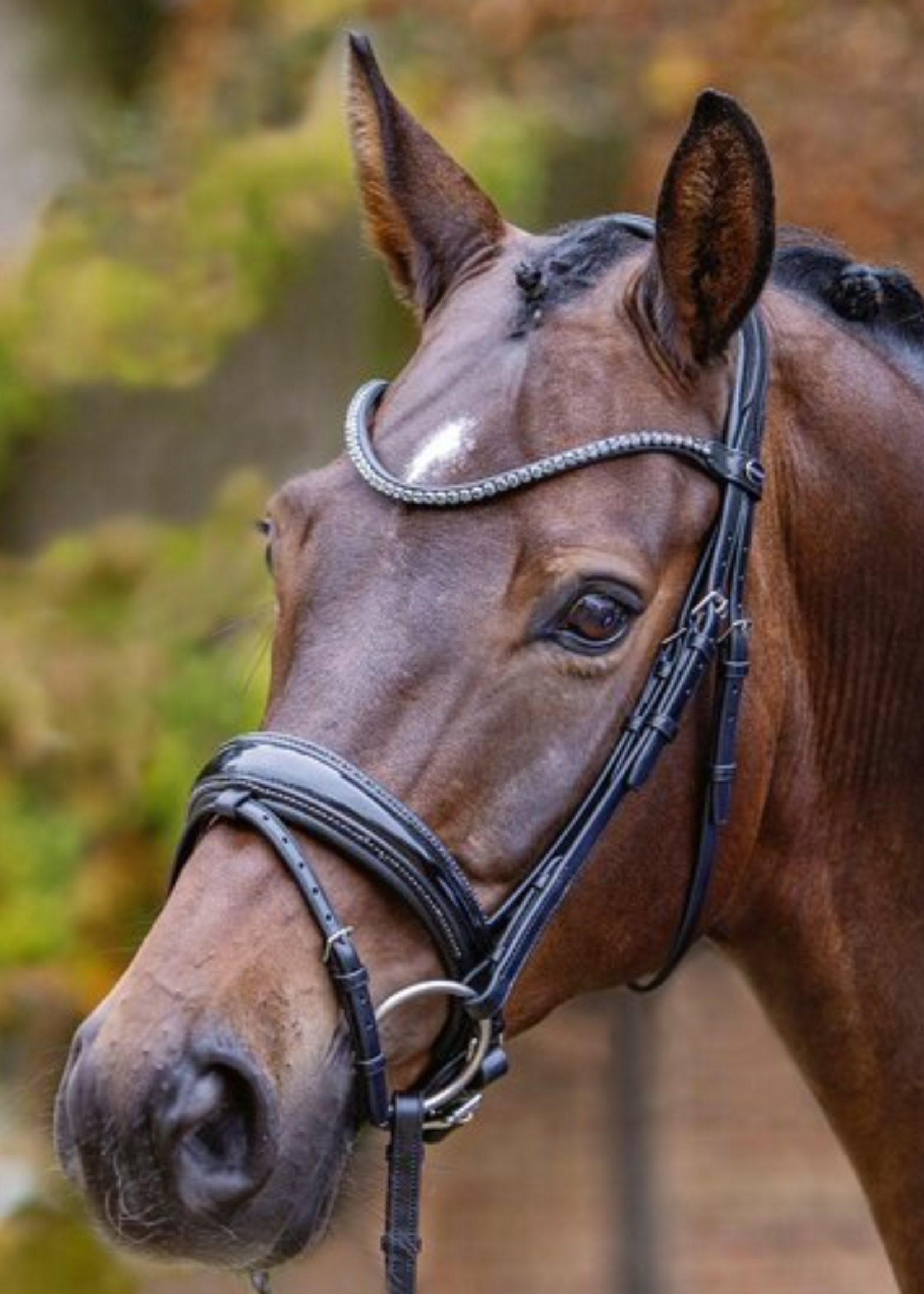 Passier Passier Shadow Aansnoerneusriem Hoofdstel 834