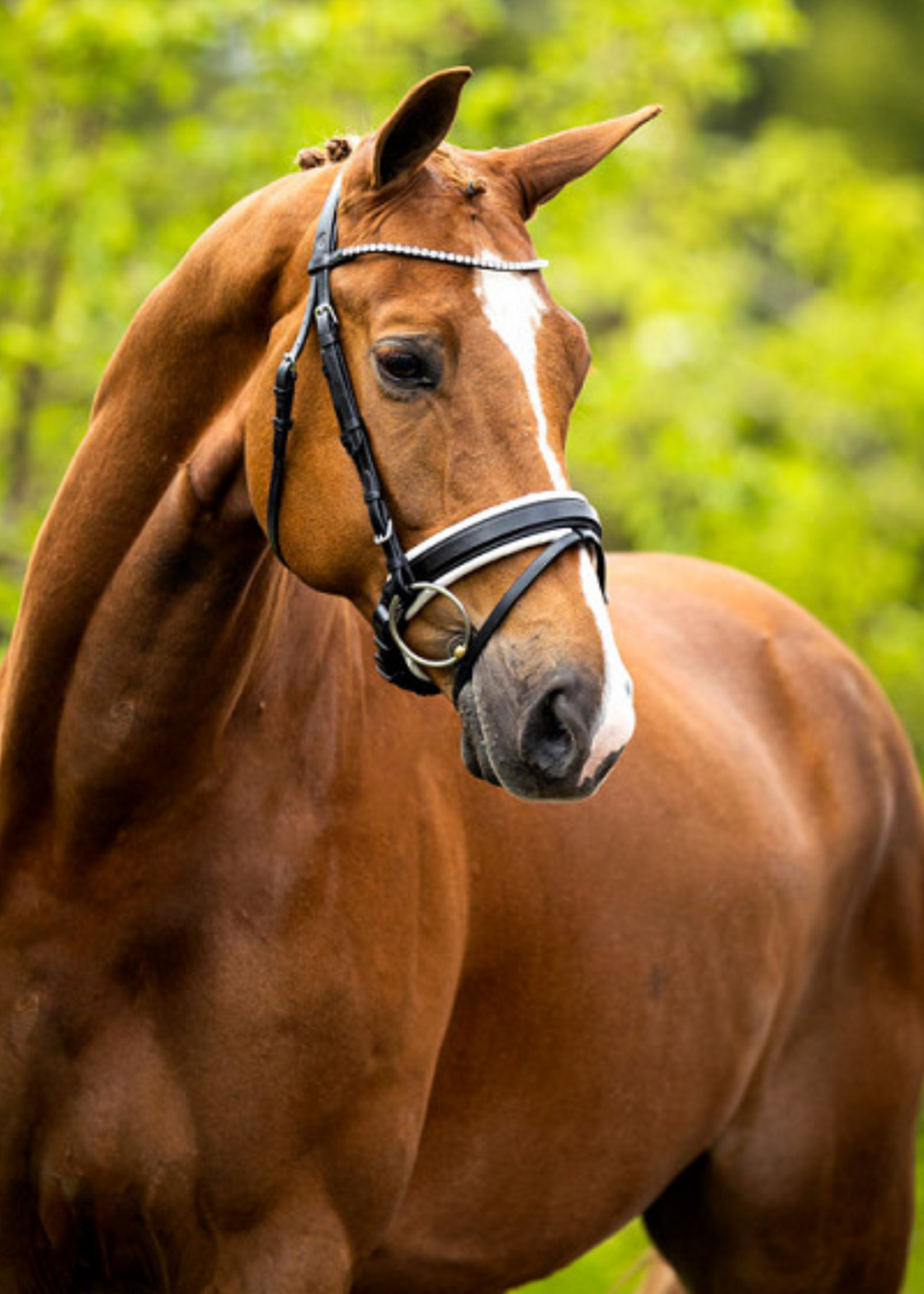 BR BR Allerdale Hoofdstel