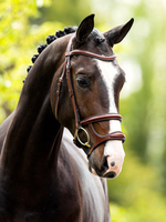 BR BR Anatomic  Hoofdstel