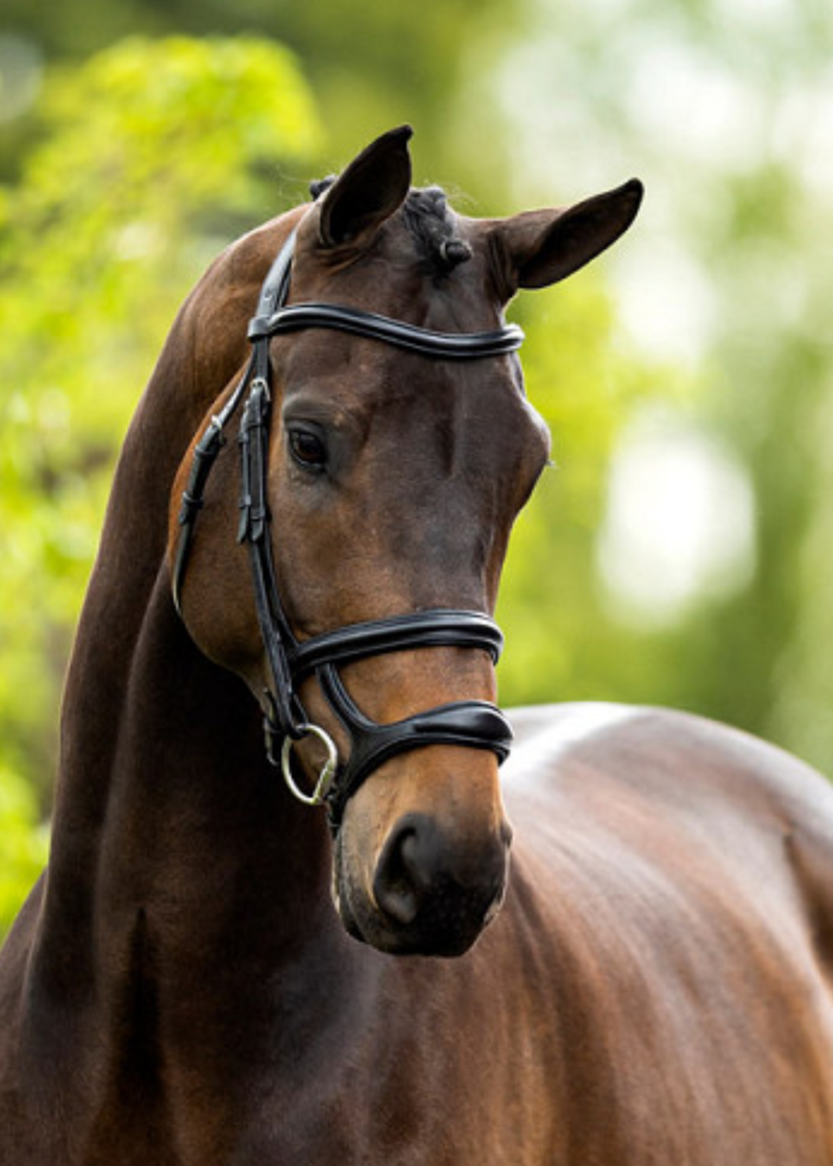 BR BR Anatomic  Hoofdstel