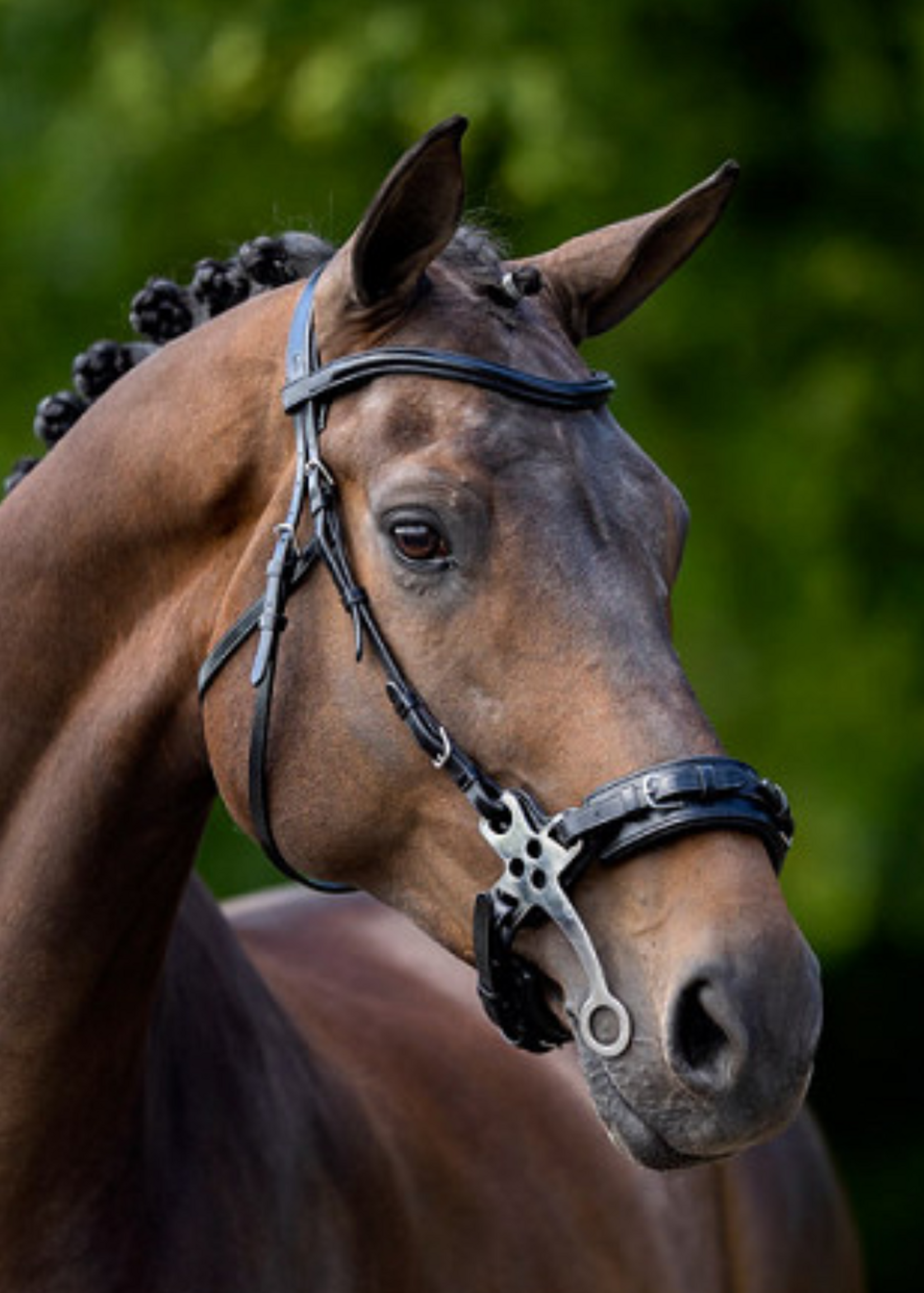 BR BR Lydney Hackamore Hoofdstel