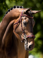 BR BR Lydney Hackamore Hoofdstel