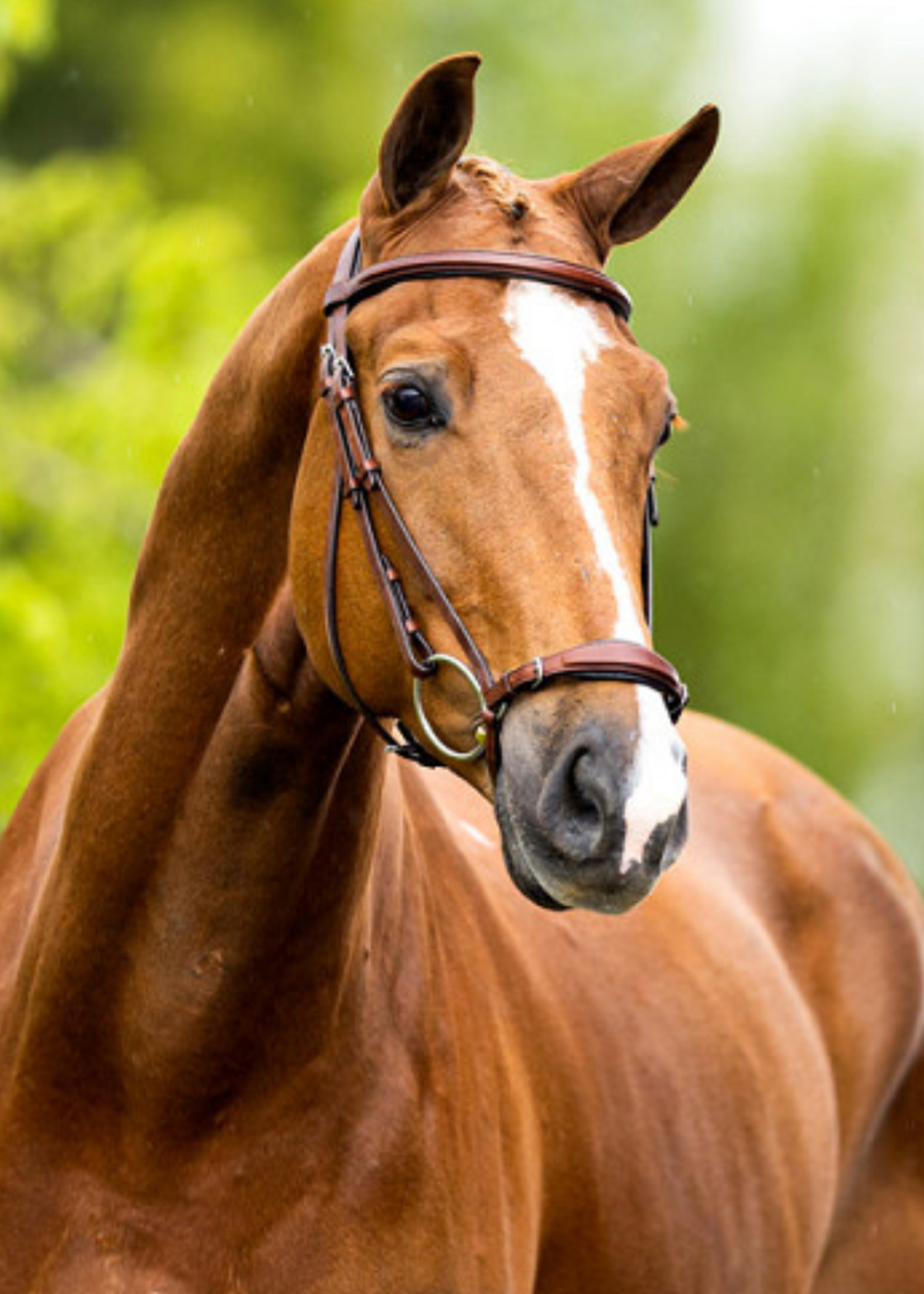 BR BR Thurnham lage neusriem hoofdstel