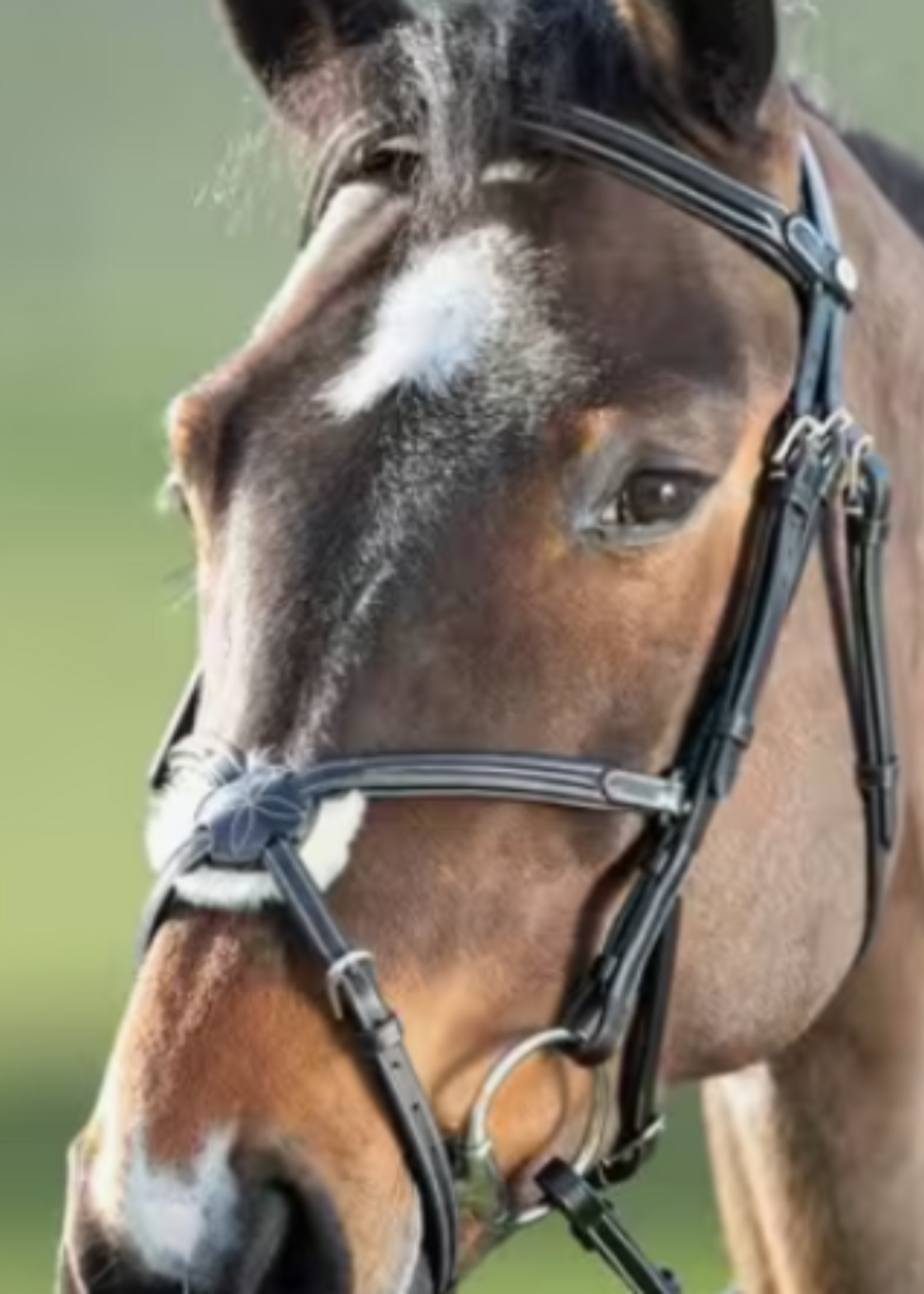 HFI HFI Mexicaans Hoofdstel