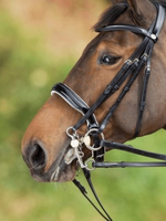 HFI HFI Stang&Trens Hoofdstel