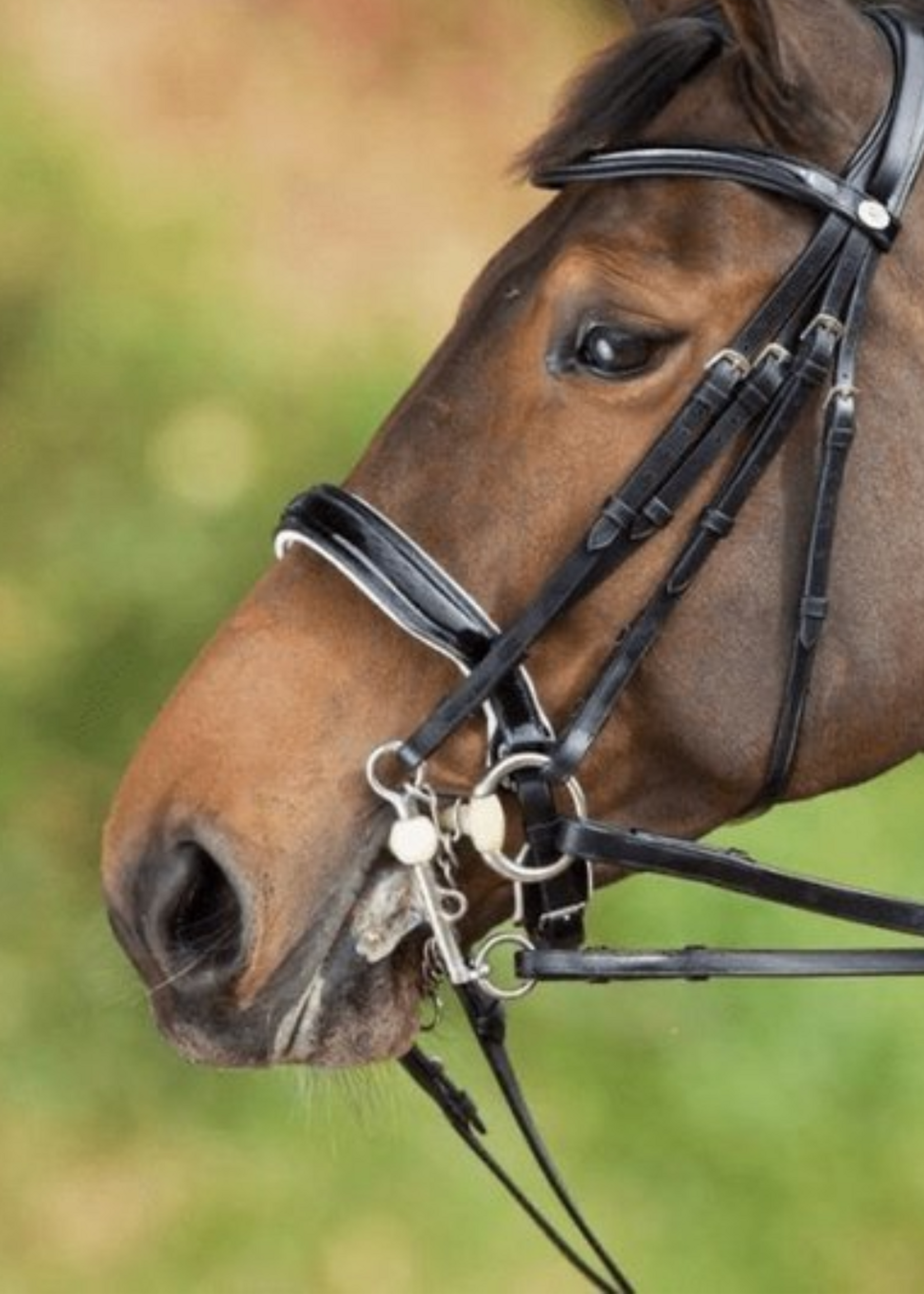 HFI HFI Stang&Trens Hoofdstel