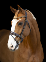 LJ Leathers LJ Golden Rock, Aansnoer,  Hoofdstel