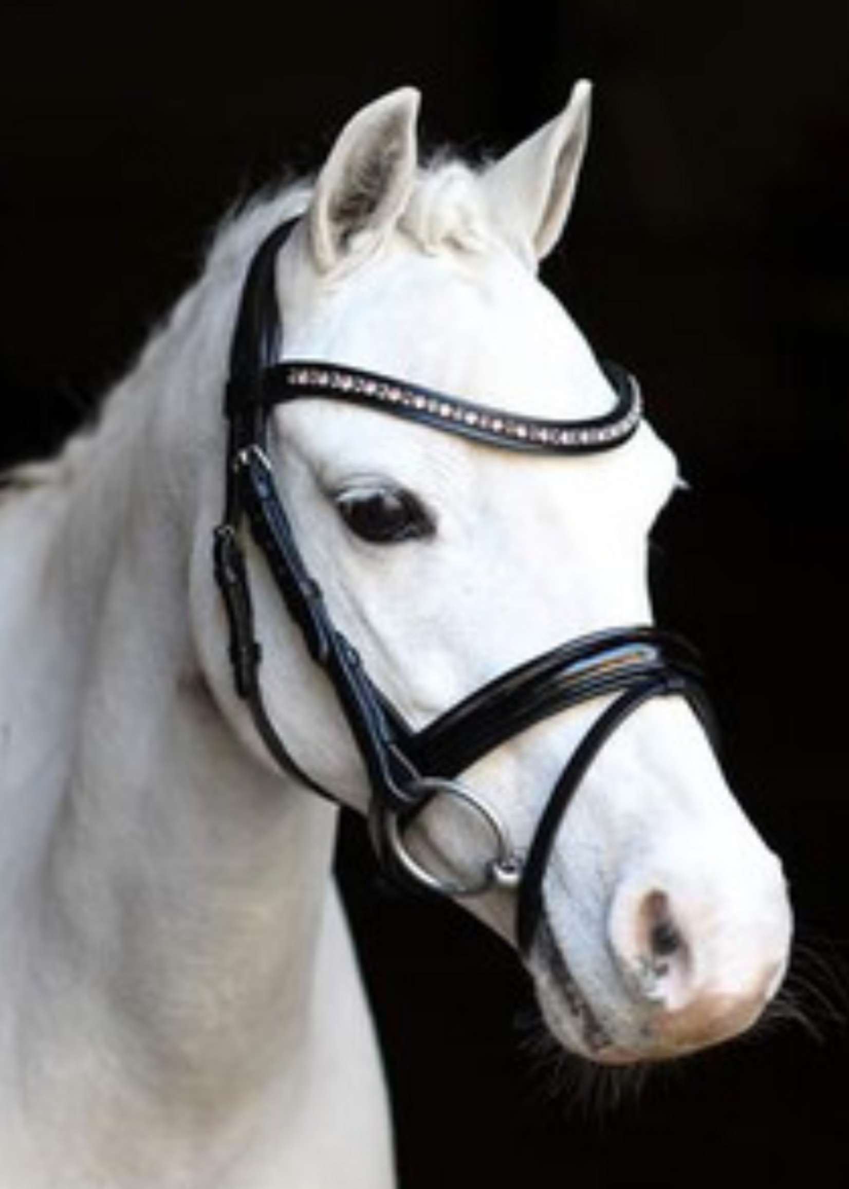 LJ Leathers LJ Pink Dream, gecombineerd Hoofdstel 150