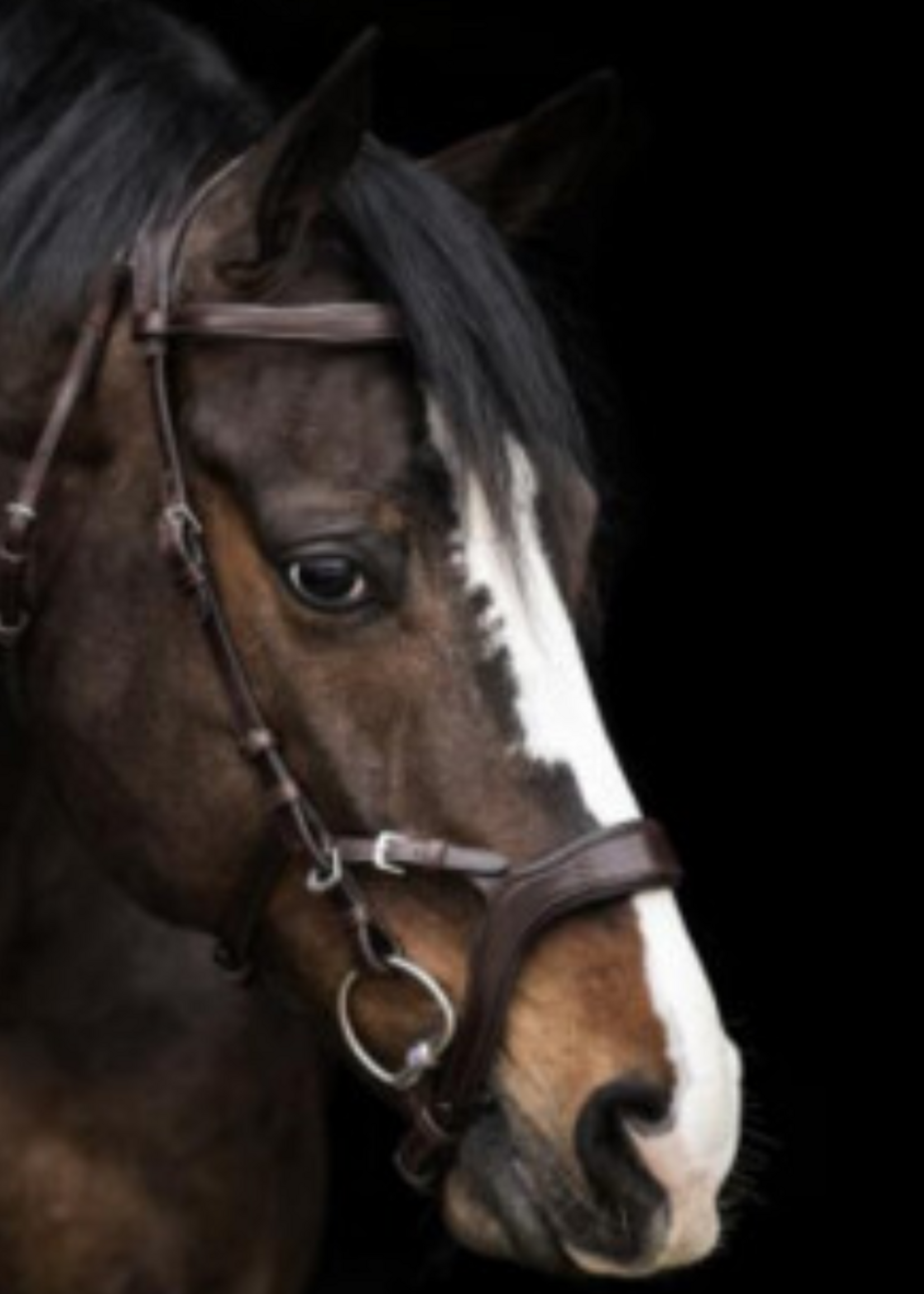 LJ Leathers LJ Pro , Jackson ,  Hoofdstel  PS109