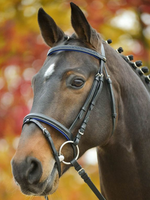 Waldhausen Waldh Diamant Hoofdstel