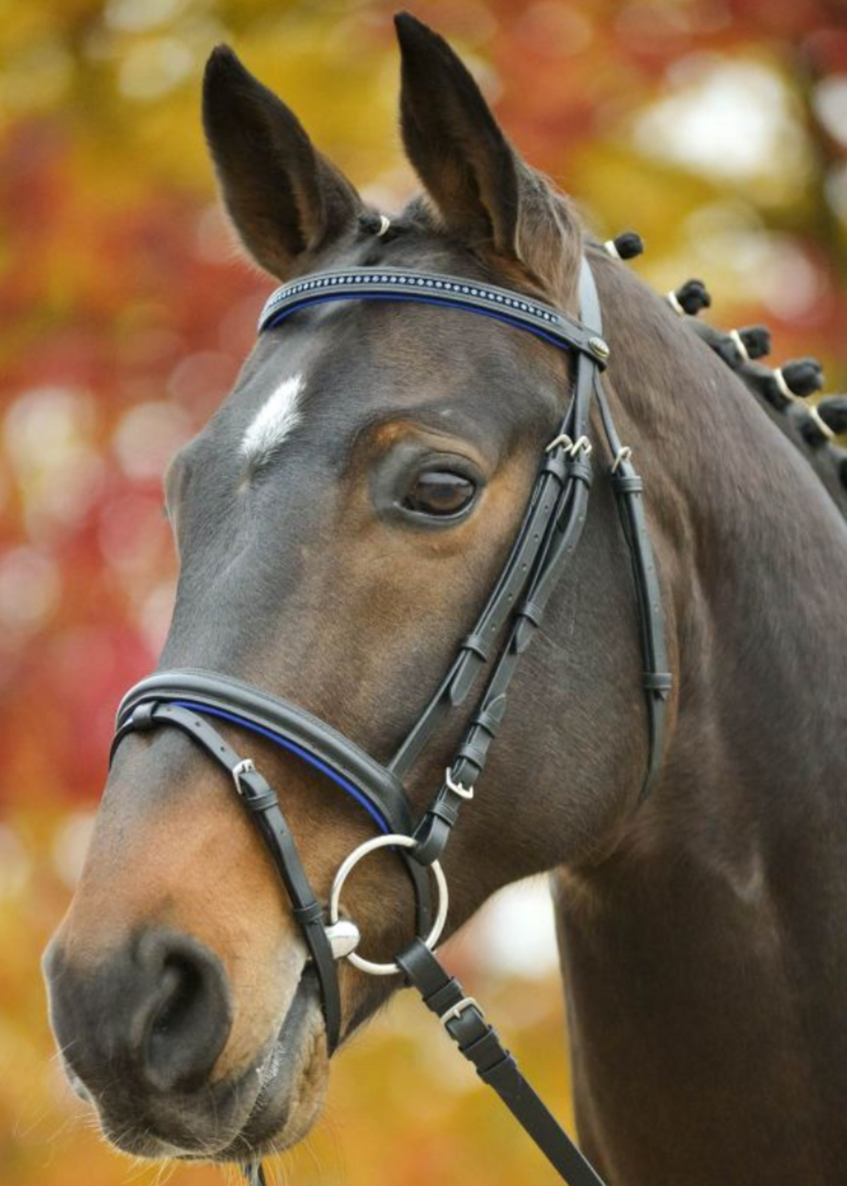 Waldhausen Waldh Diamant Hoofdstel