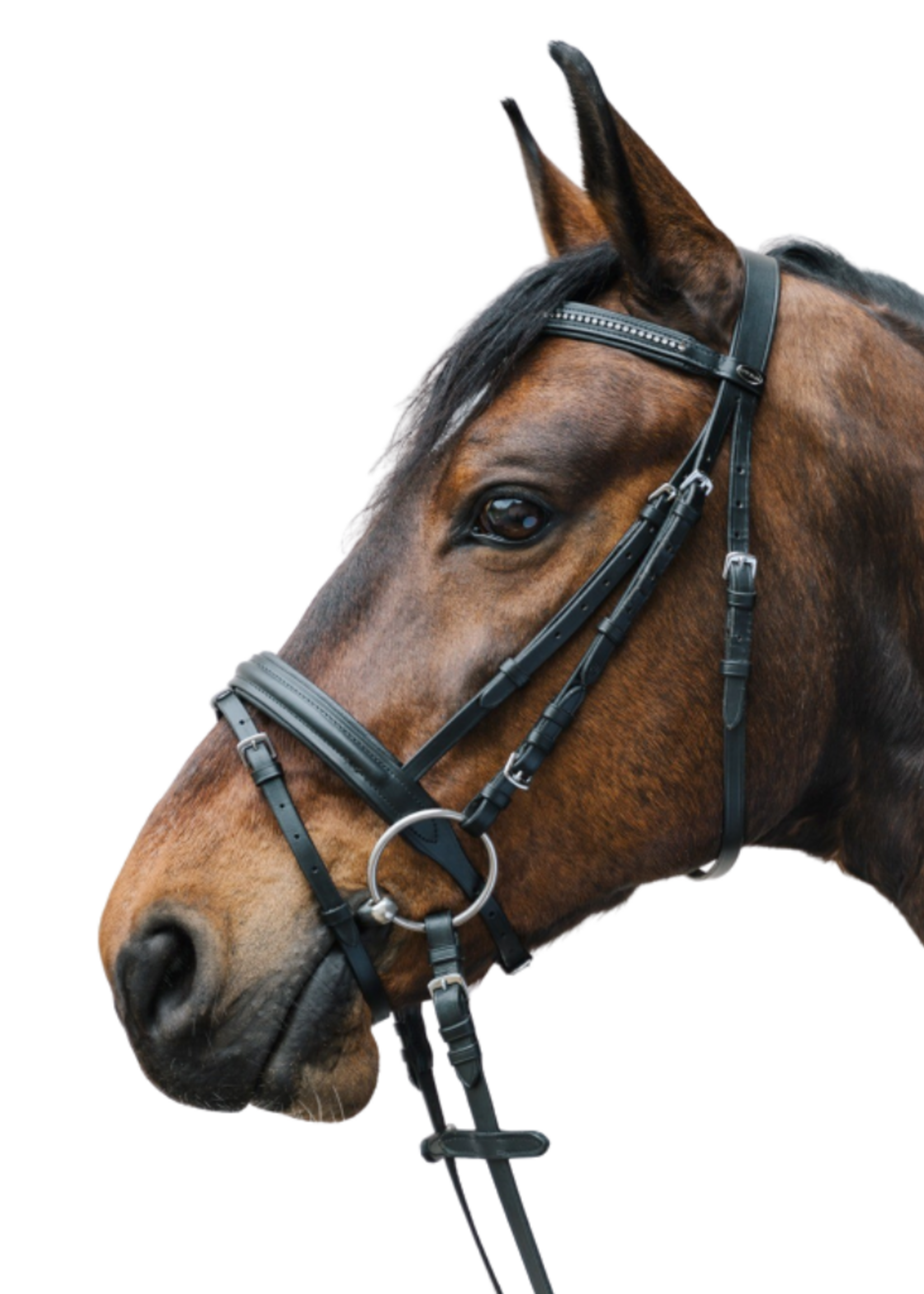 Waldhausen Waldh Diamant Hoofdstel