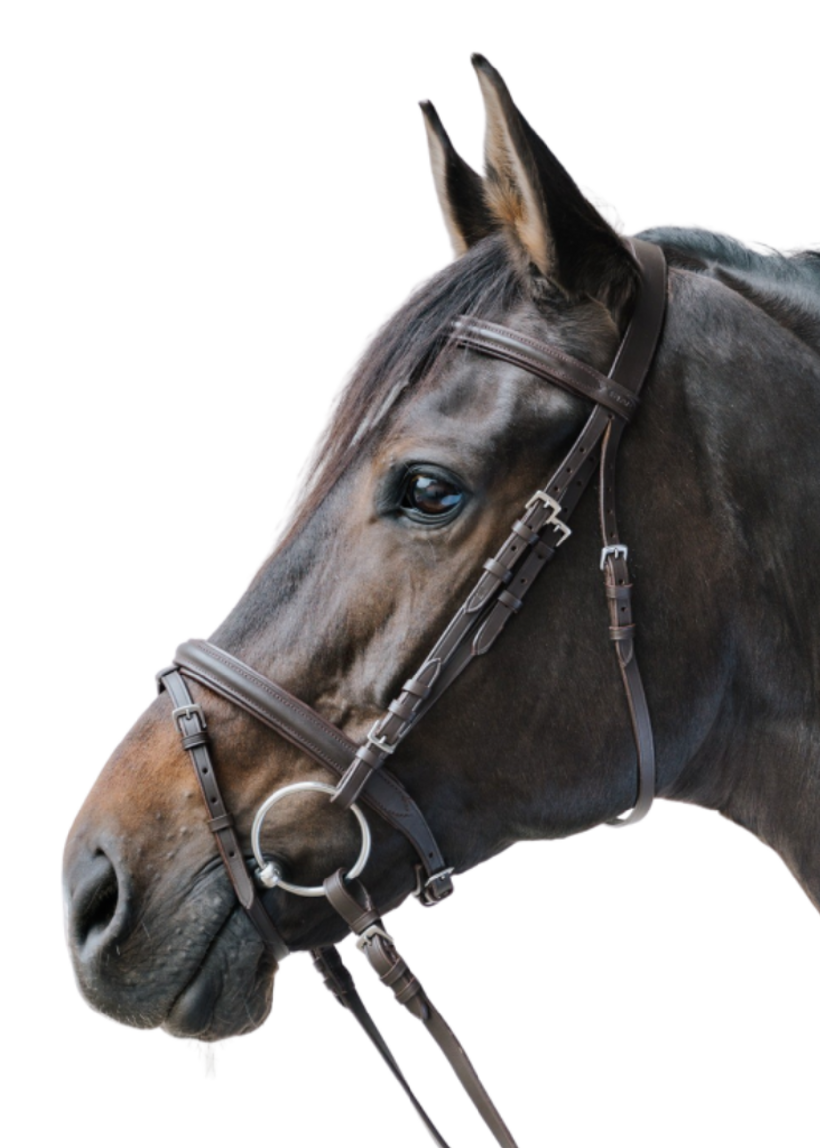 Waldhausen Waldh Star Hoofdstel