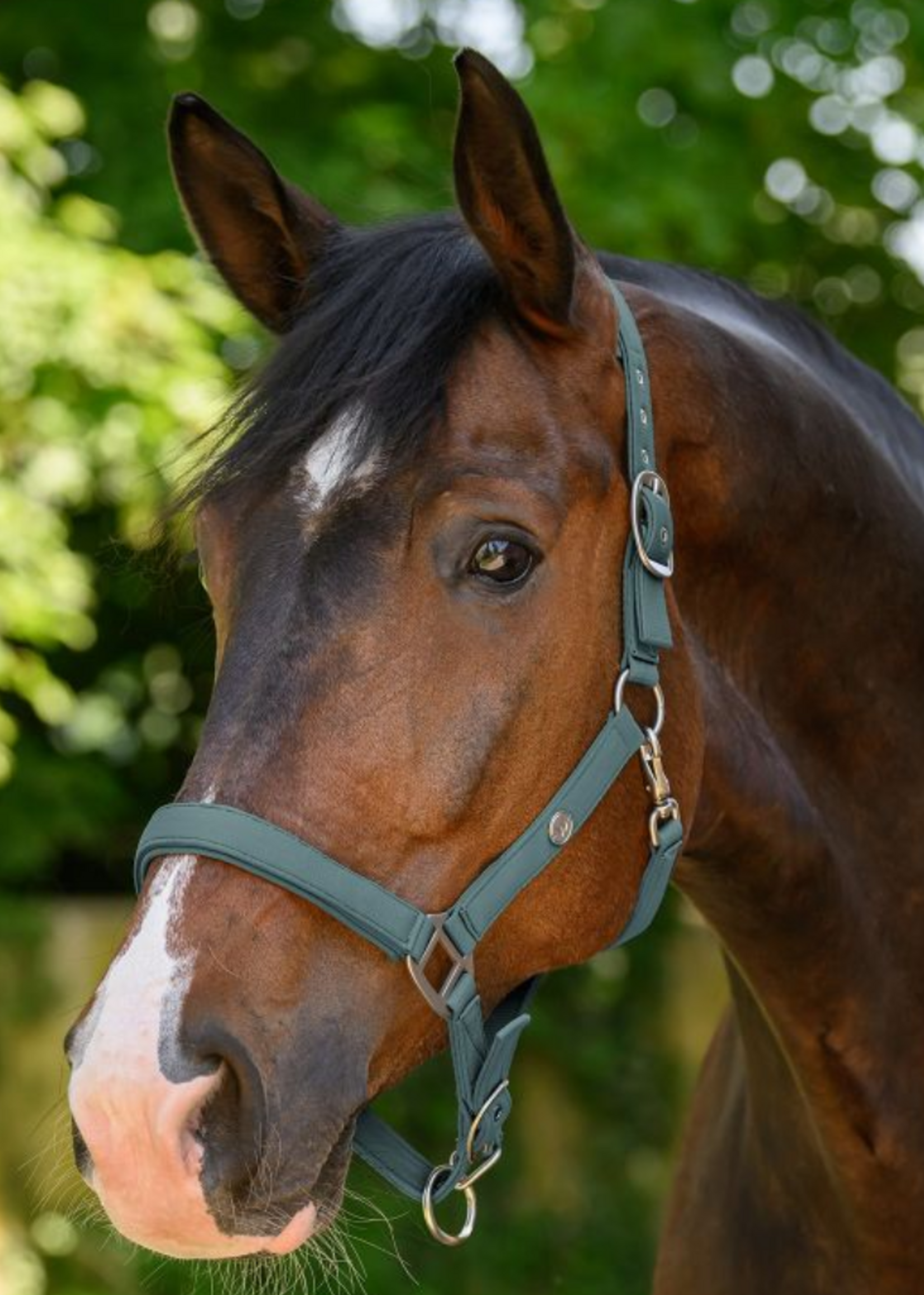 Waldhausen Waldh Trinidad Halster 50523