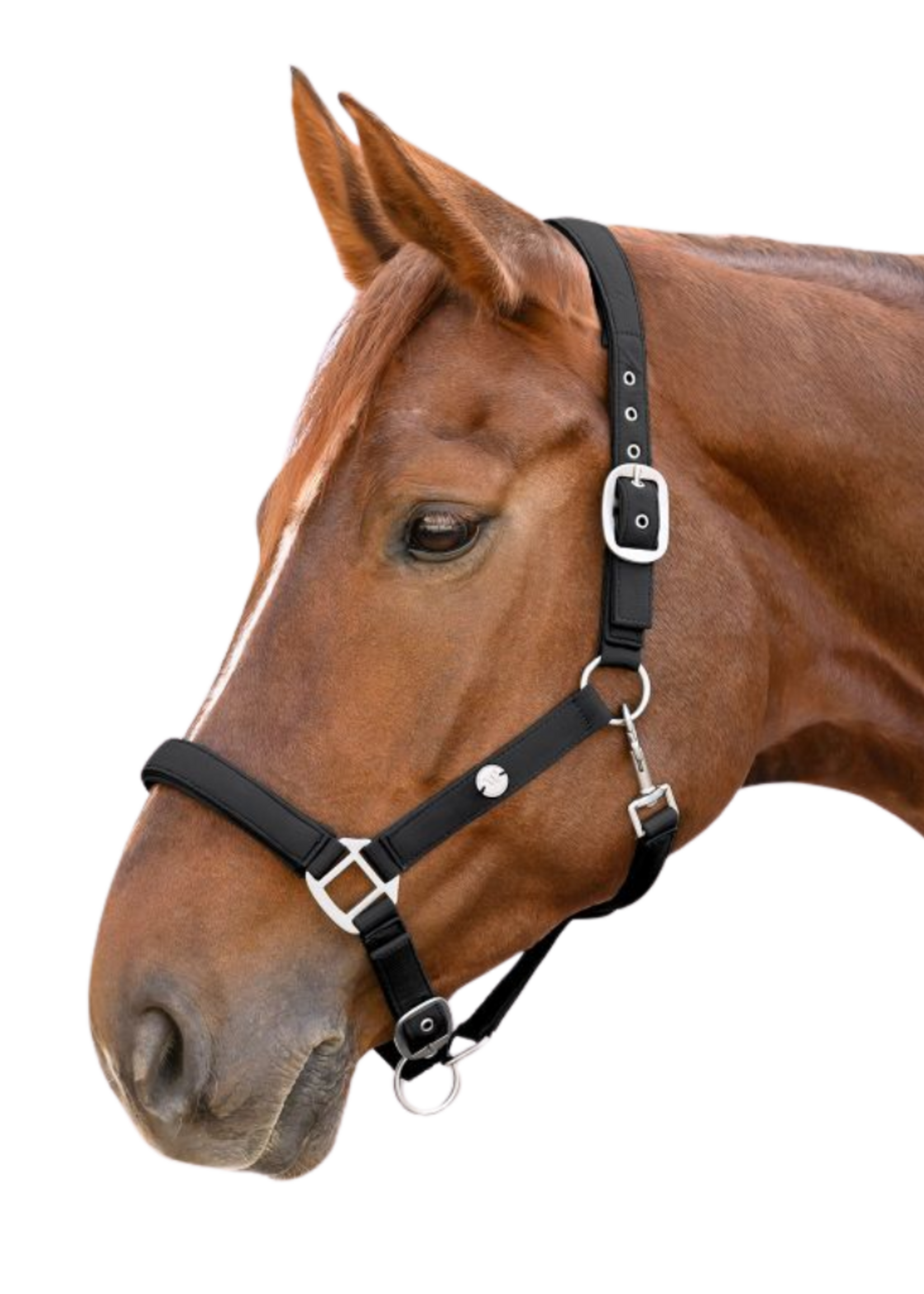 Waldhausen Waldh Trinidad Halster 50523