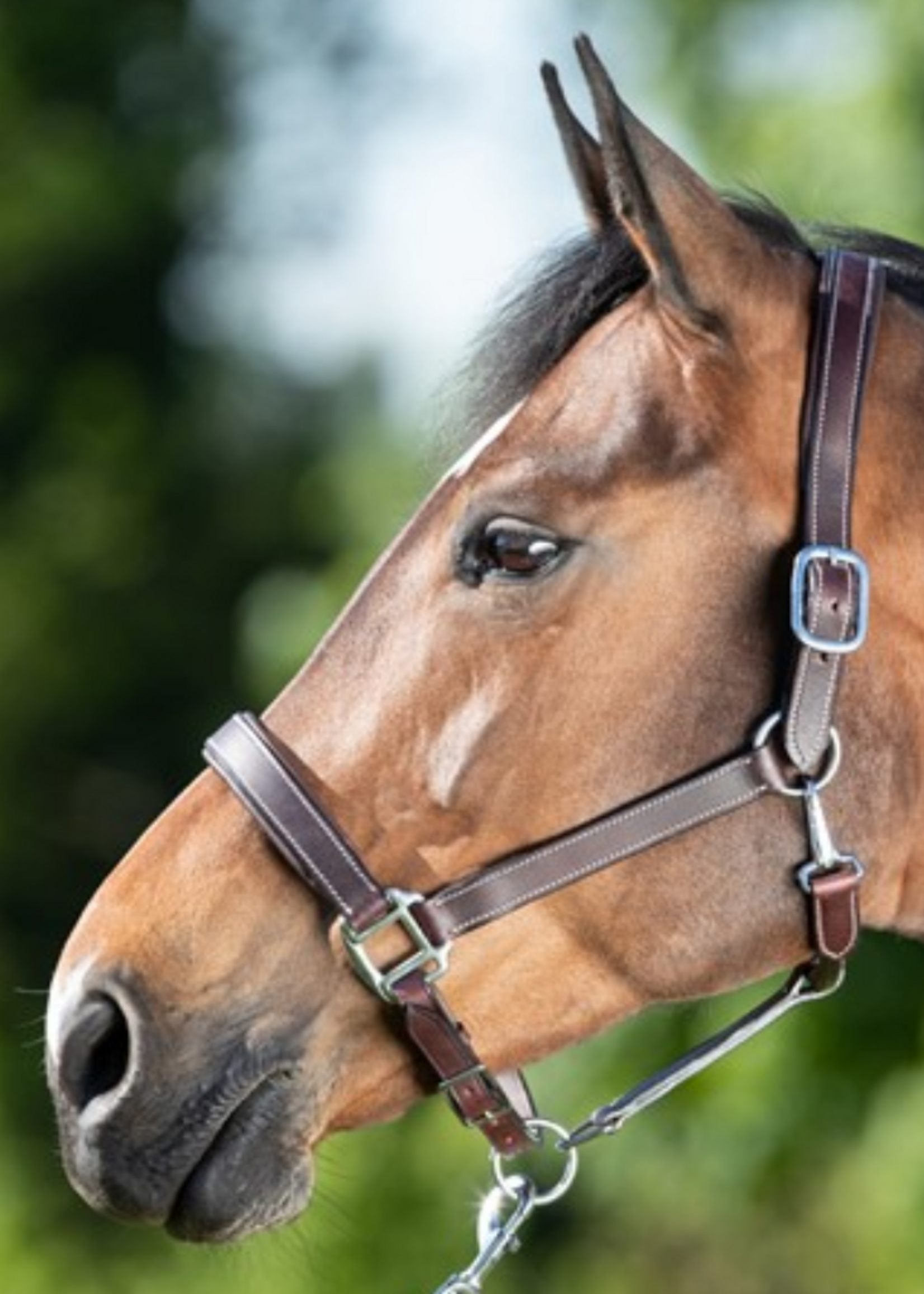 HFI HFI  Leren Halster Sam909