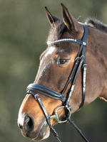 HFI HFI Shiny Hoofdstel