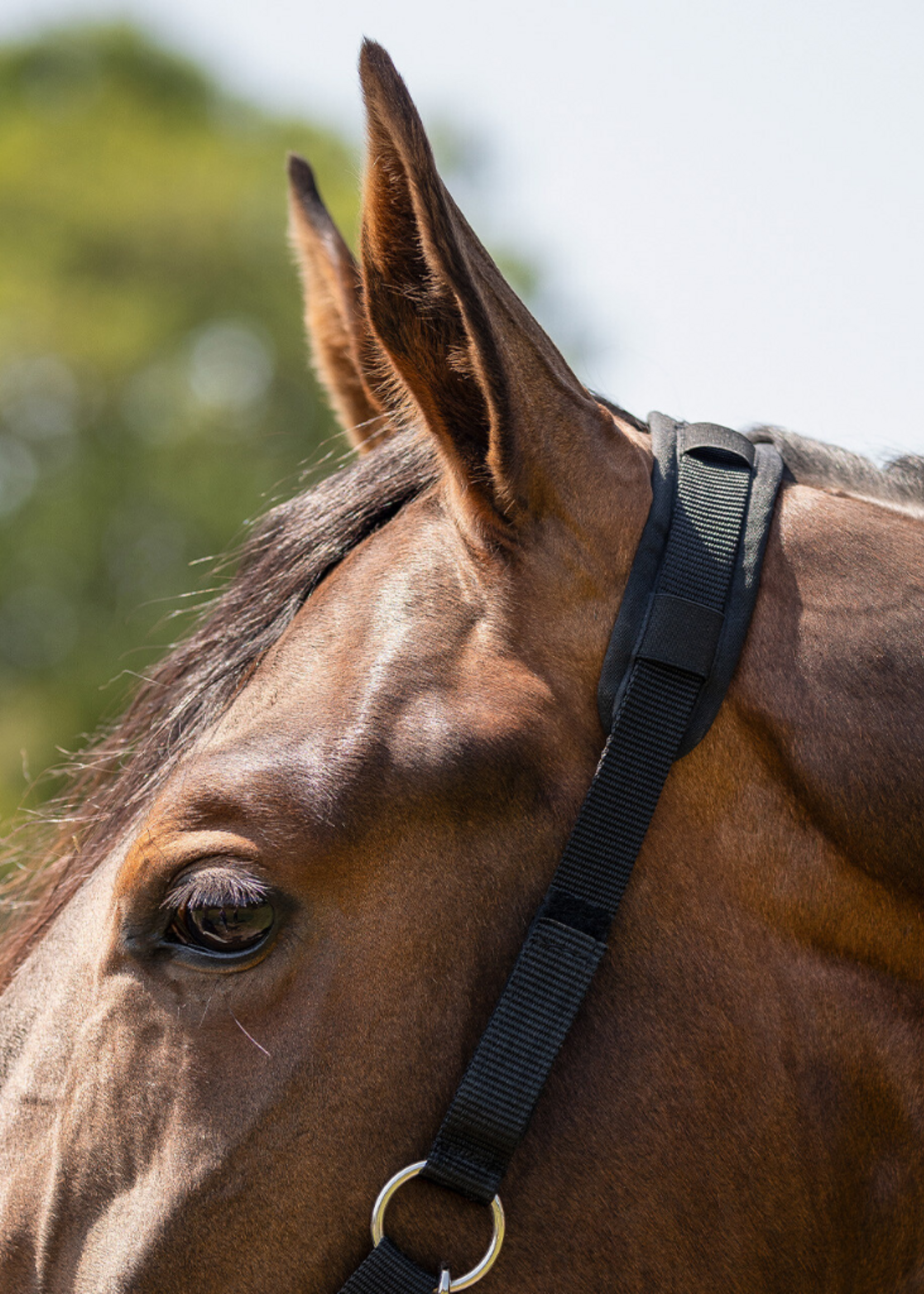 QHP QHP Grasmasker Bont M Neusgaten 5669