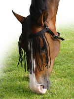 QHP QHP Vliegenfrontriem met keelriem