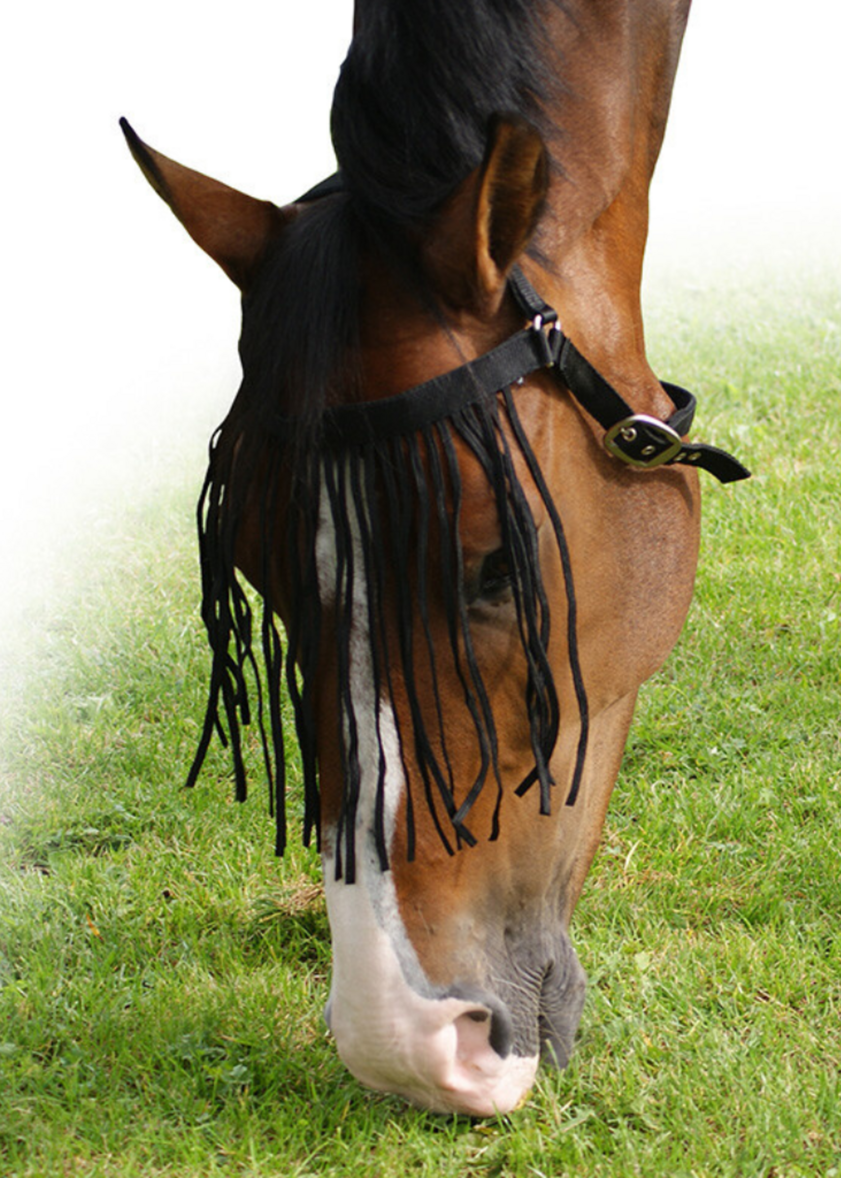 QHP QHP Vliegenfrontriem met keelriem