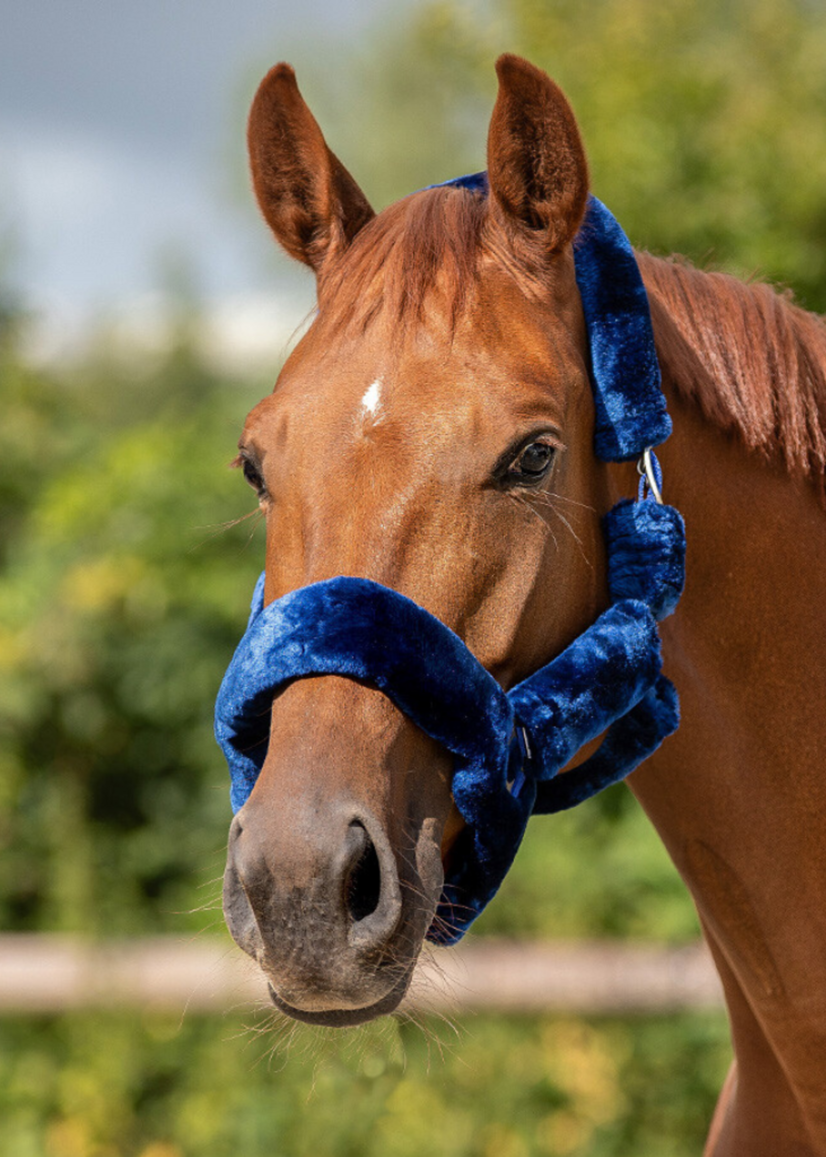 QHP QHP Alaska Bont Halster 1097