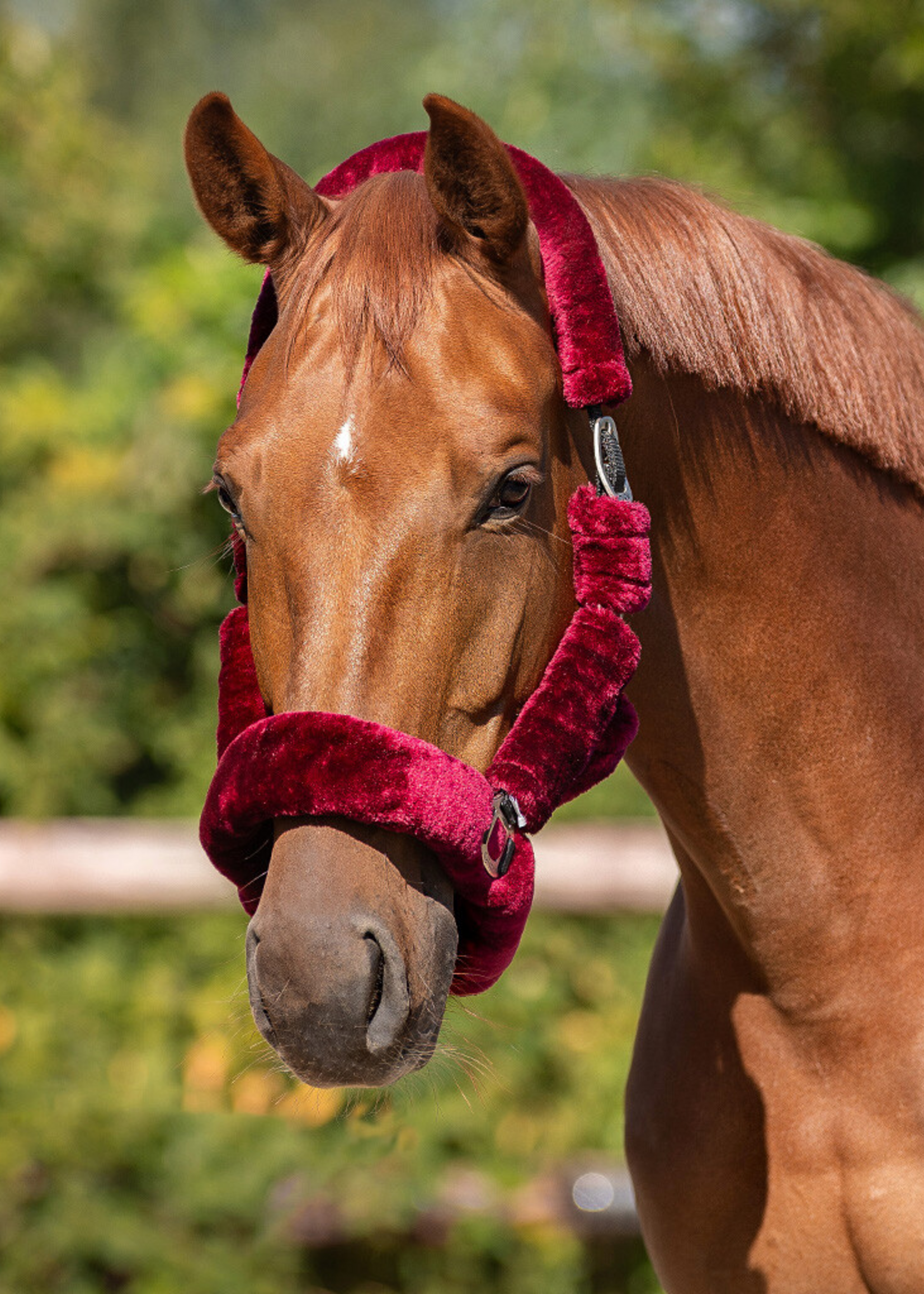 QHP QHP Alaska Bont Halster 1097