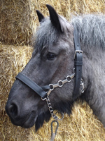 Ideal Ideal Leren Ketting Trekpaard Halster