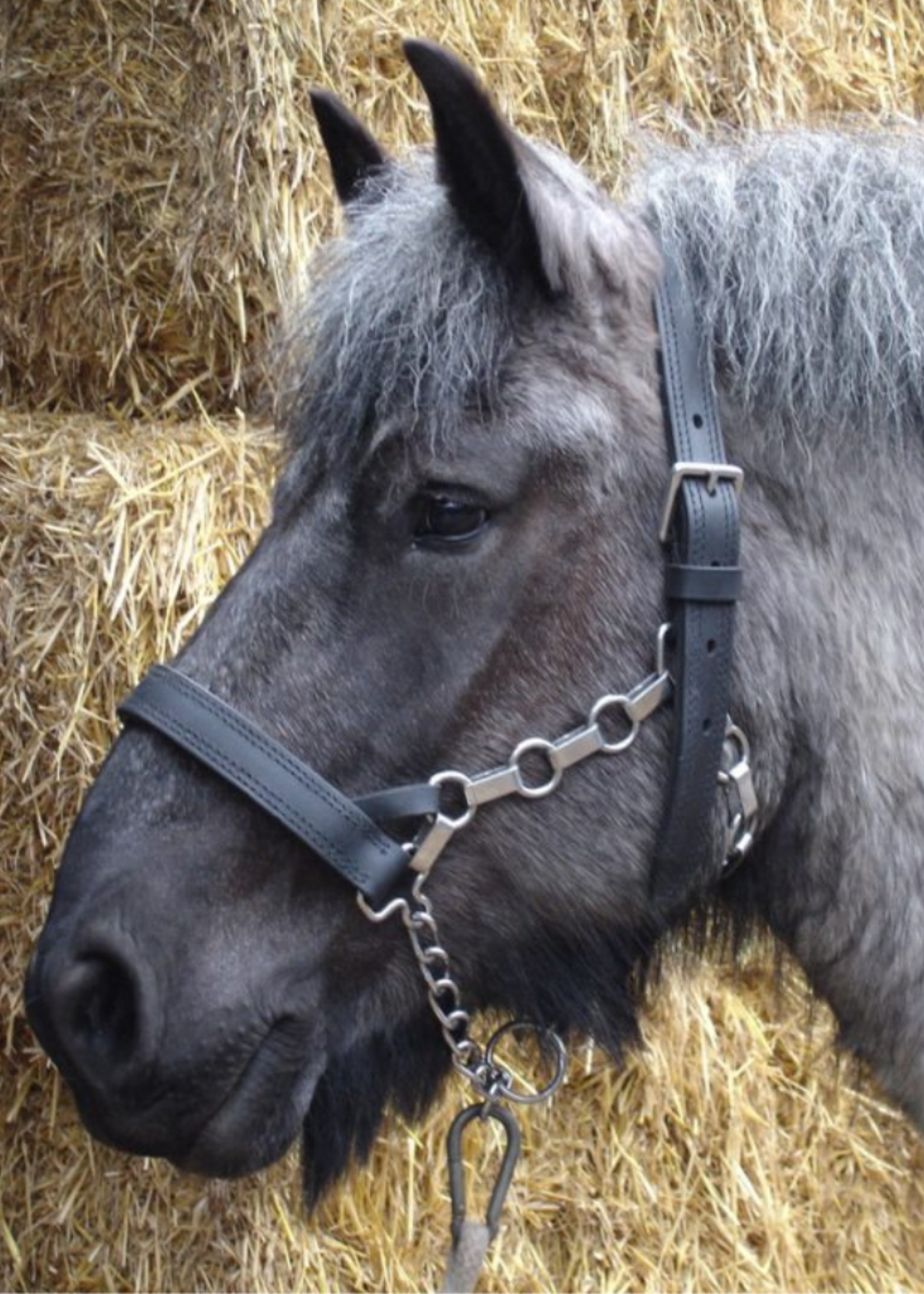 Ideal Ideal Leren Ketting Trekpaard Halster