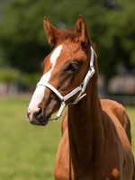 QHP QHP Chico Leren Veulen Halster