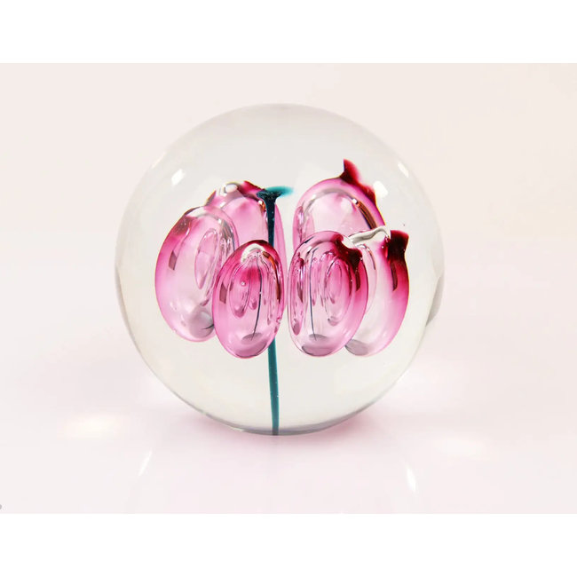 Ozzaro Kristal bol Tulp
