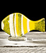 Glass Studio Habrat Habrat - Nemo fish groot geel/Clear