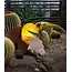 Borowski Big Gonzo lindgrün - Copy - Copy - Copy - Copy - Copy - Copy - Copy - Copy
