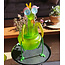 Borowski schale Miss Mantis