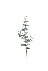 Eucalyptus