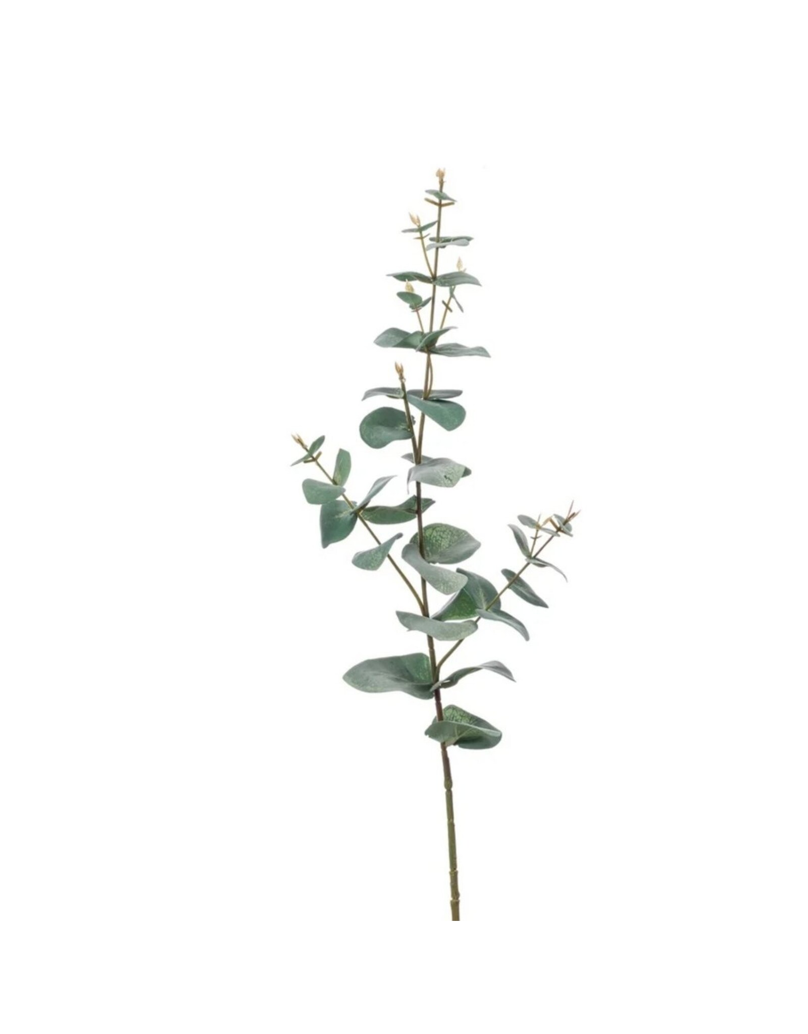 Eucalyptus