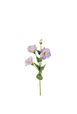 Lysianthus lila
