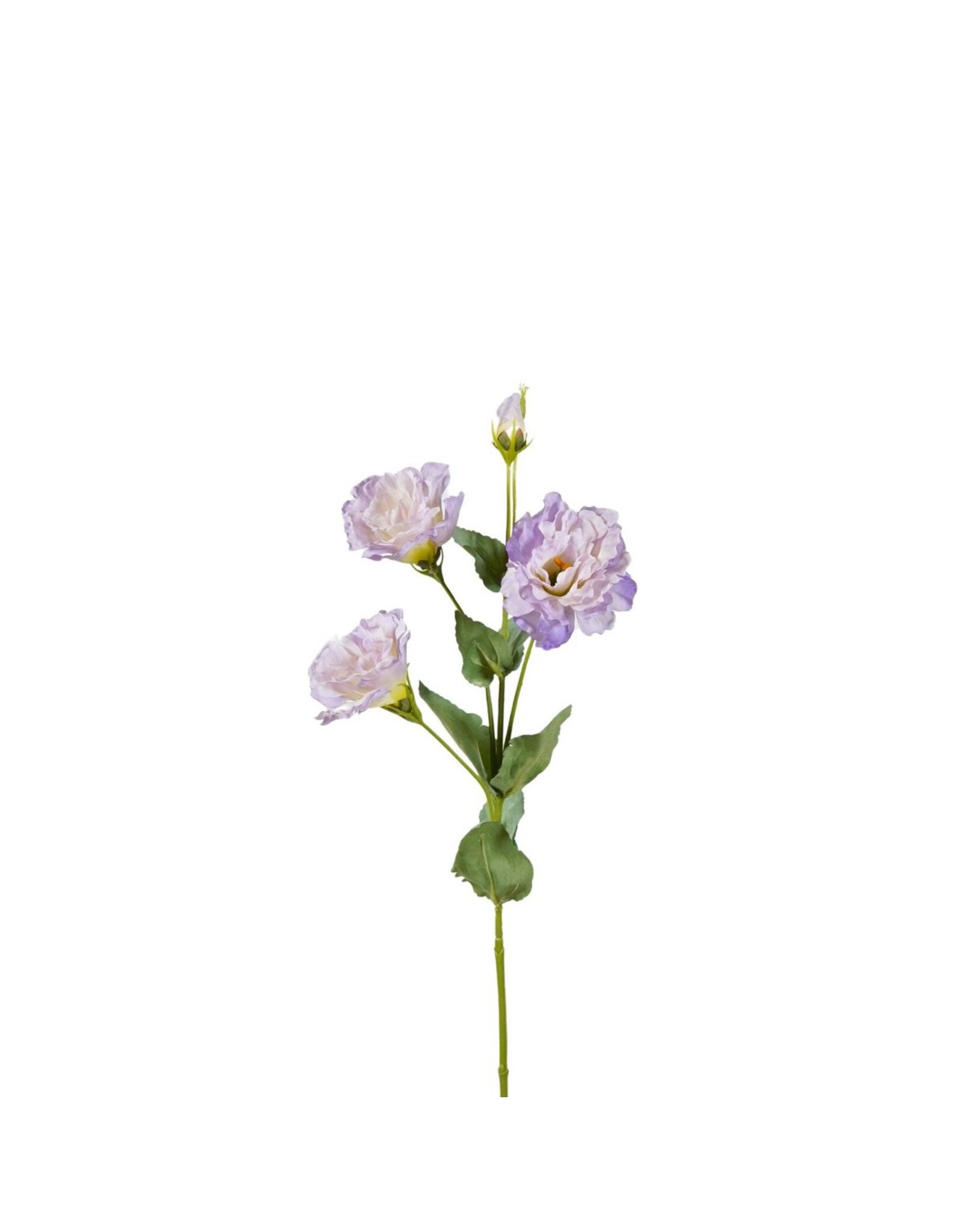 Lysianthus lila
