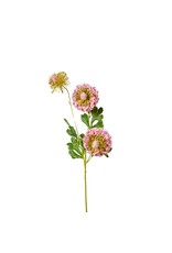 Scabiosa pink