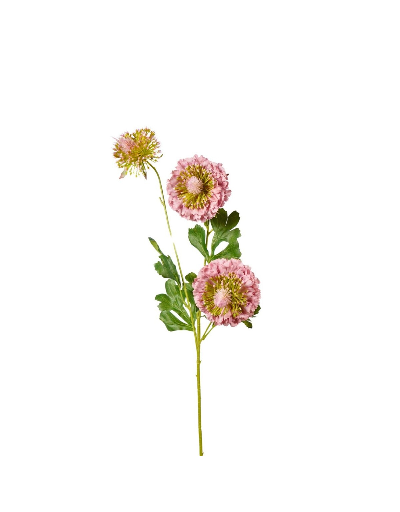 Scabiosa pink