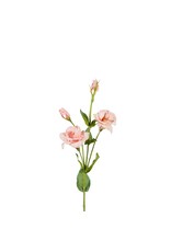 Lysianthus pink
