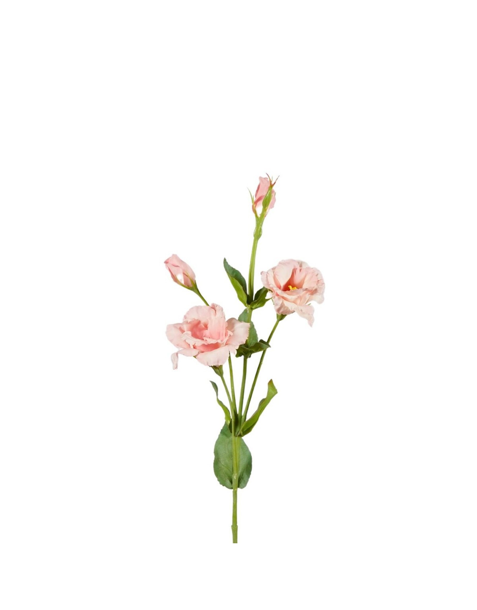 Lysianthus pink