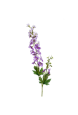 Delphinium purple