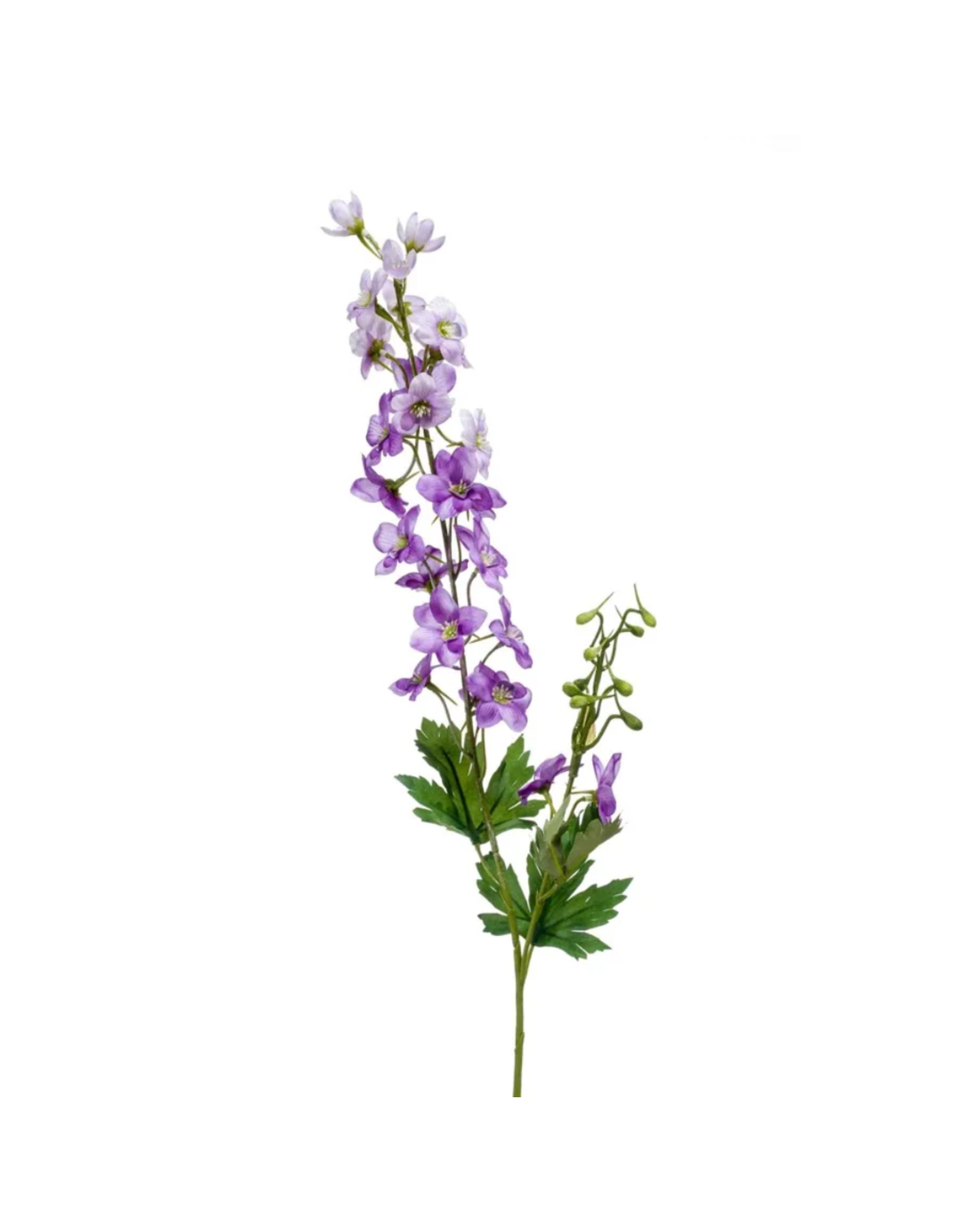 Delphinium purple