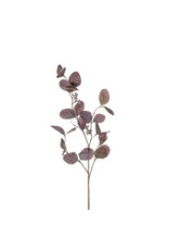 Eucalyptus purple