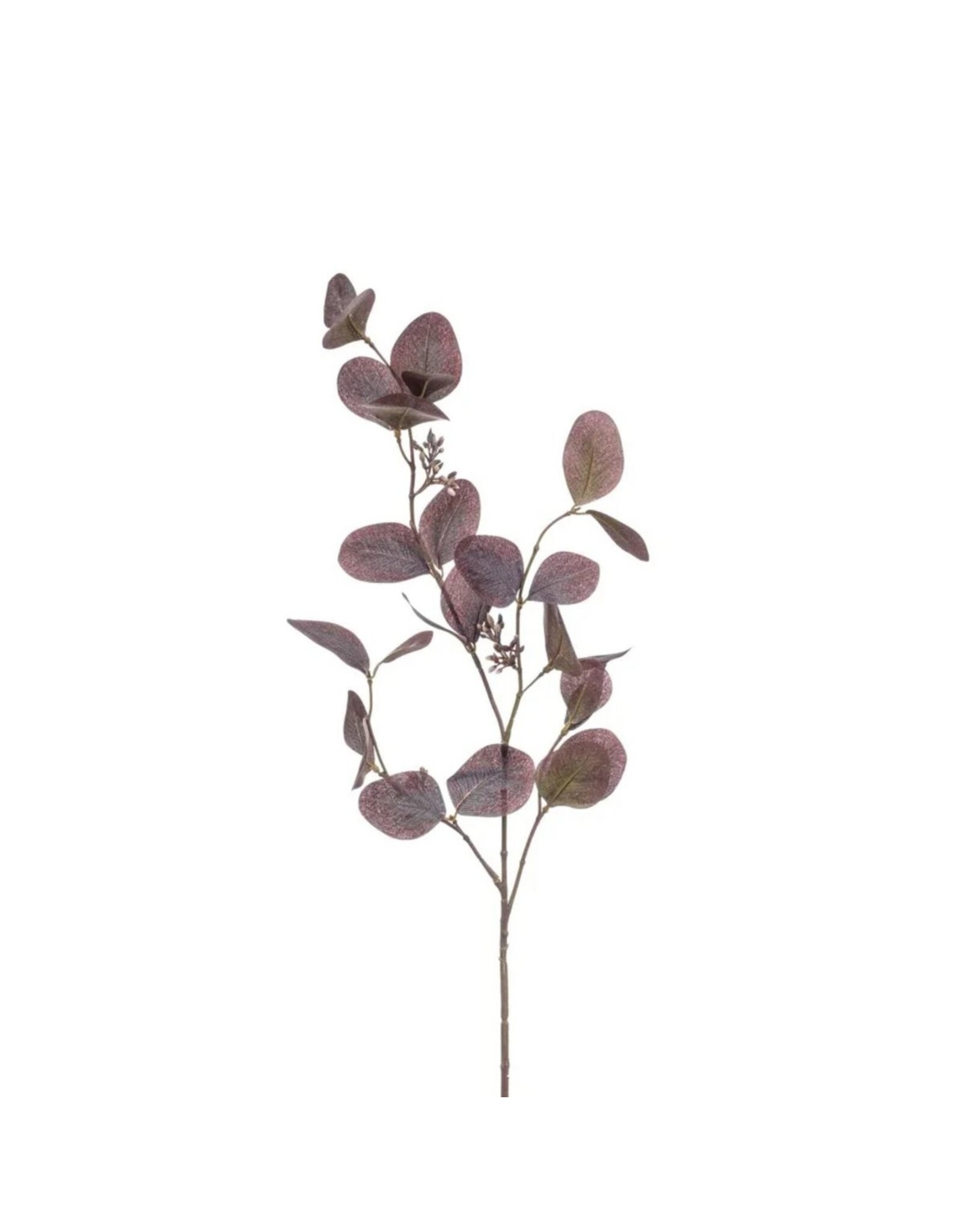 Eucalyptus purple